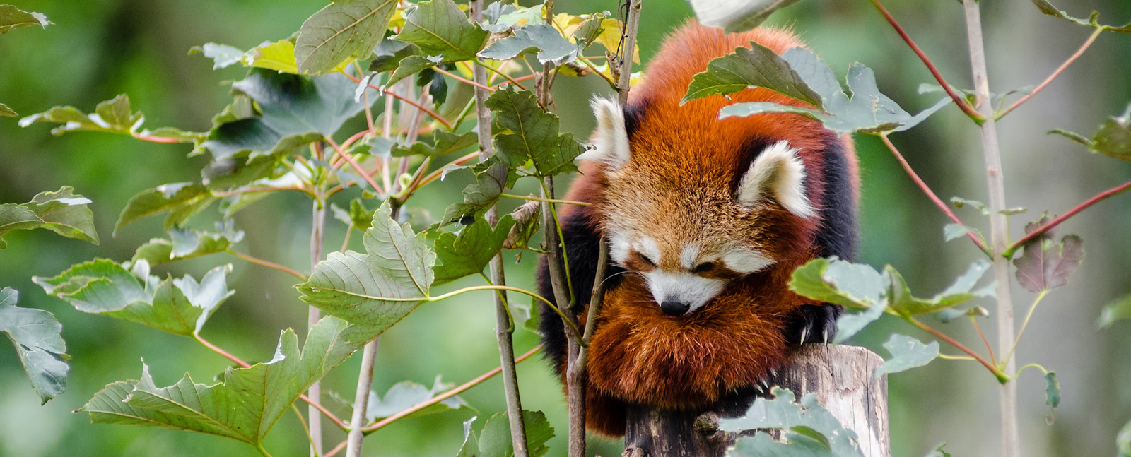 red-panda image